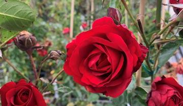 Zum Vergrößern klicken Bildvorschau