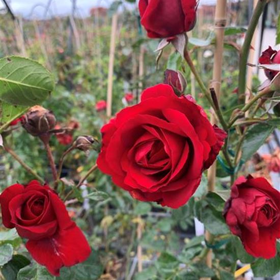 Rosa (Kletterrose) 'Sympathie'