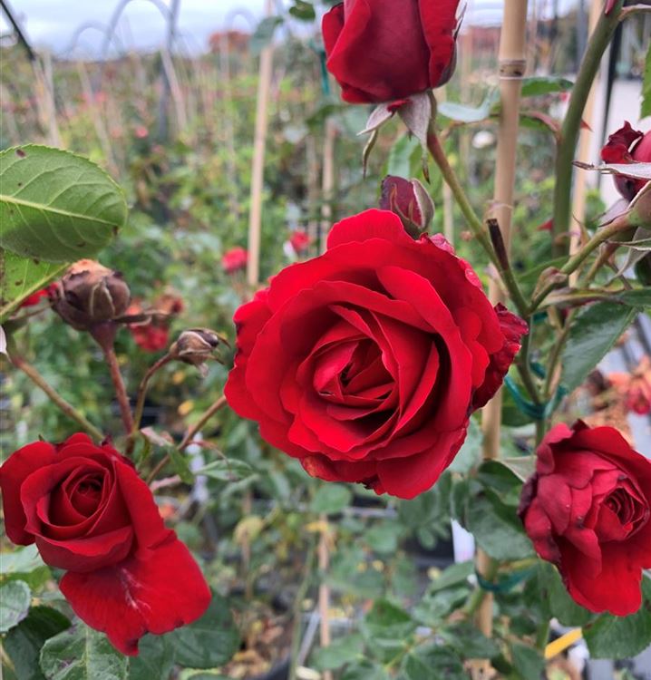 Kletterrose Kletterrose