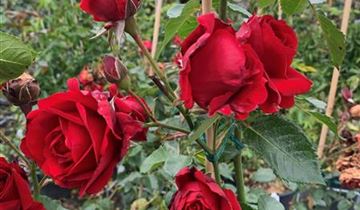 Zum Vergrößern klicken Bildvorschau