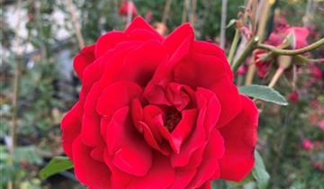 Zum Vergrößern klicken Bildvorschau