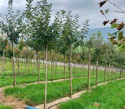 Malus domestica 'Breaburn'