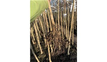 Gartenpflanzen Daepp