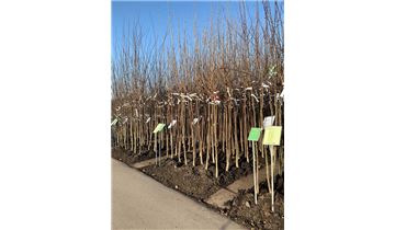 Gartenpflanzen Daepp