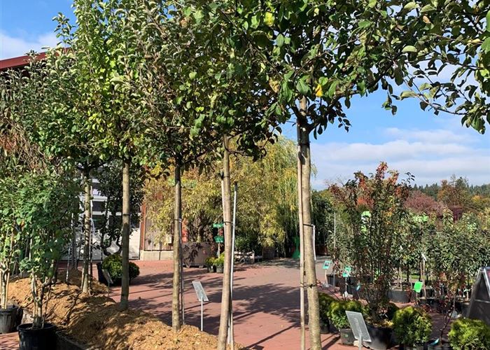 Solitär Obstgehölze