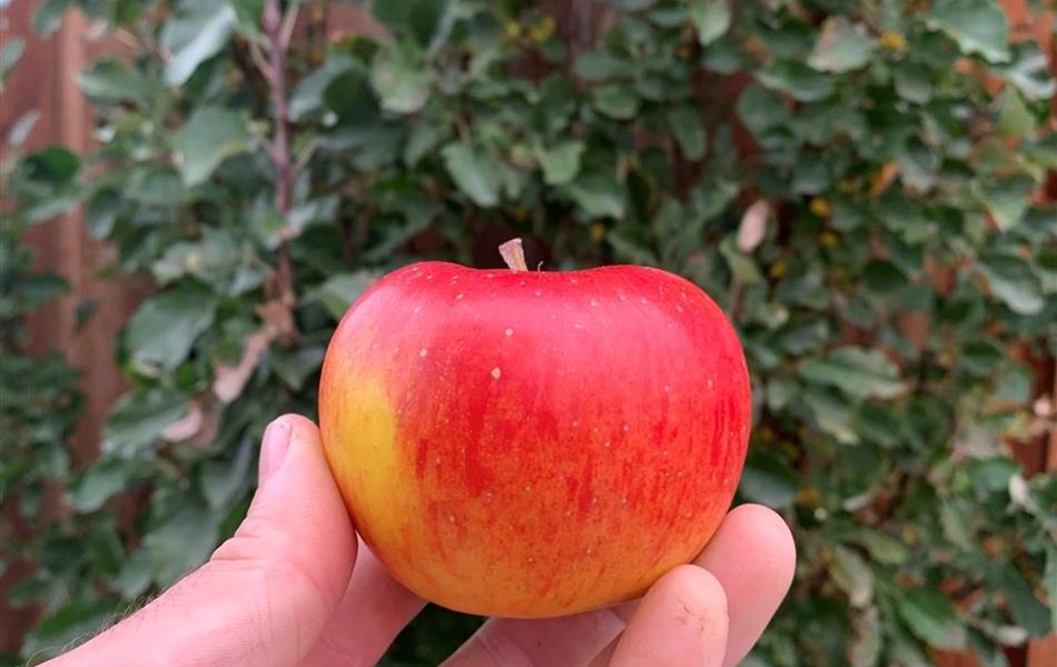 Malus domestica 'Topaz' Malus domestica 'Topaz'