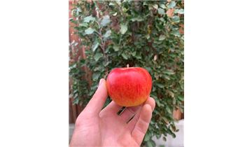 Gartenpflanzen Daepp