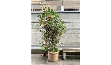 Gartenpflanzen Daepp Gartenpflanzen Daepp