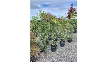 Gartenpflanzen Daepp Gartenpflanzen Daepp