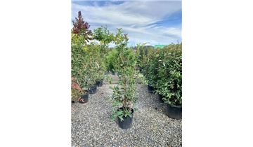 Gartenpflanzen Daepp Gartenpflanzen Daepp