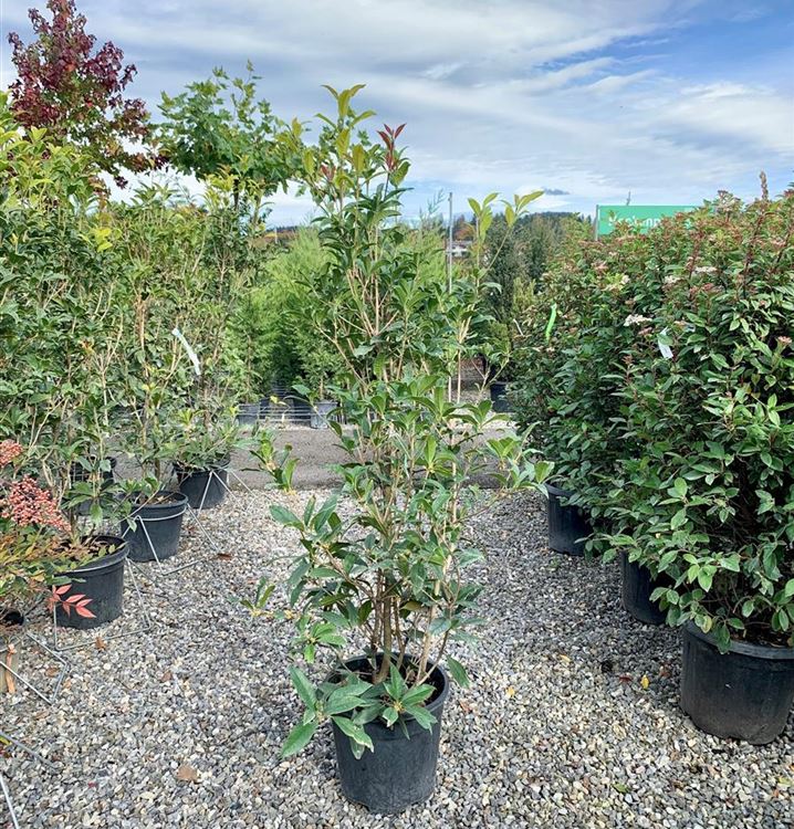 Duftblüte Duftblüte