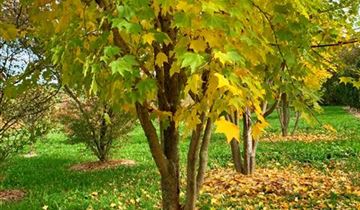 Zum Vergrößern klicken Bildvorschau