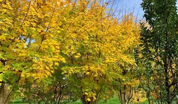 Zum Vergrößern klicken Bildvorschau