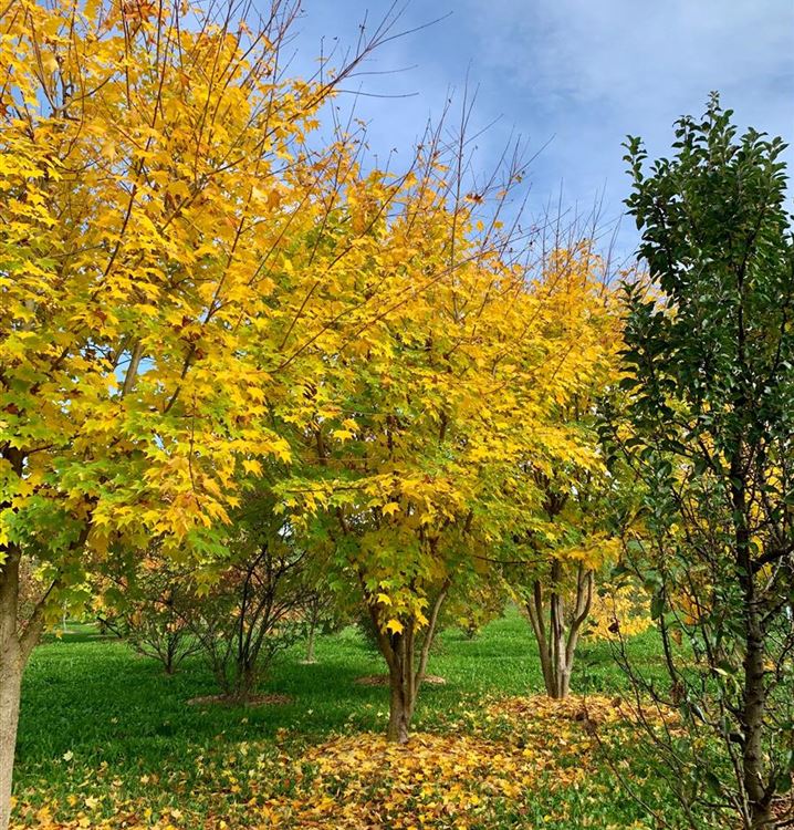 Kolchischer Ahorn Kolchischer Ahorn