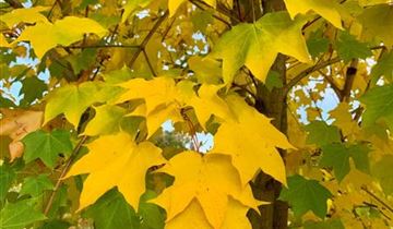 Zum Vergrößern klicken Bildvorschau