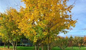 Zum Vergrößern klicken Bildvorschau