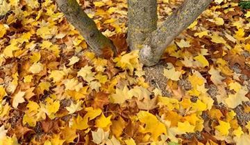 Zum Vergrößern klicken Bildvorschau