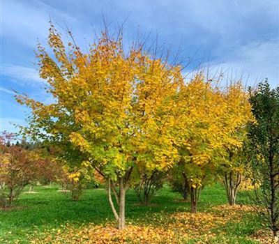 Acer cappadocicum 'Rubrum' Solitär Acer cappadocicum 'Rubrum' Solitär