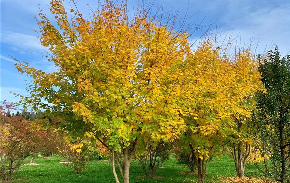 Acer cappadocicum 'Rubrum' Solitär Acer cappadocicum 'Rubrum' Solitär