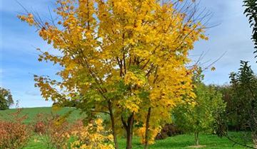 Zum Vergrößern klicken Bildvorschau