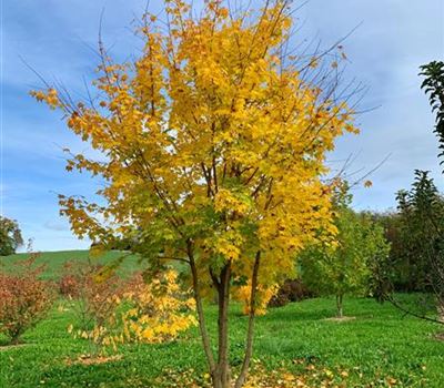 Acer cappadocicum 'Rubrum' Solitär