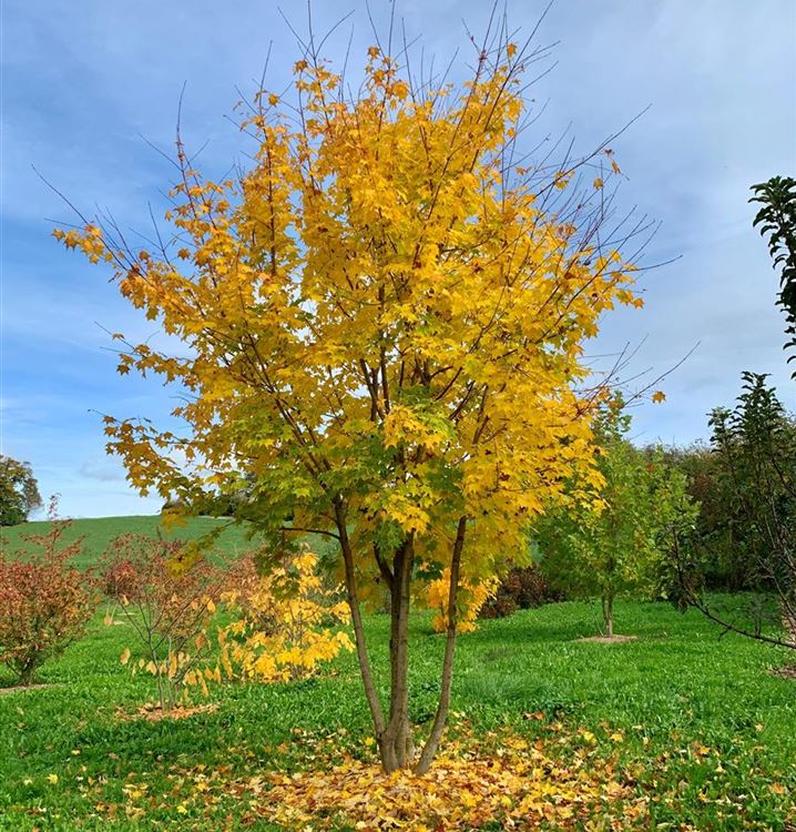 Roter Kolchischer Ahorn 'Rubrum' Roter Kolchischer Ahorn 'Rubrum'