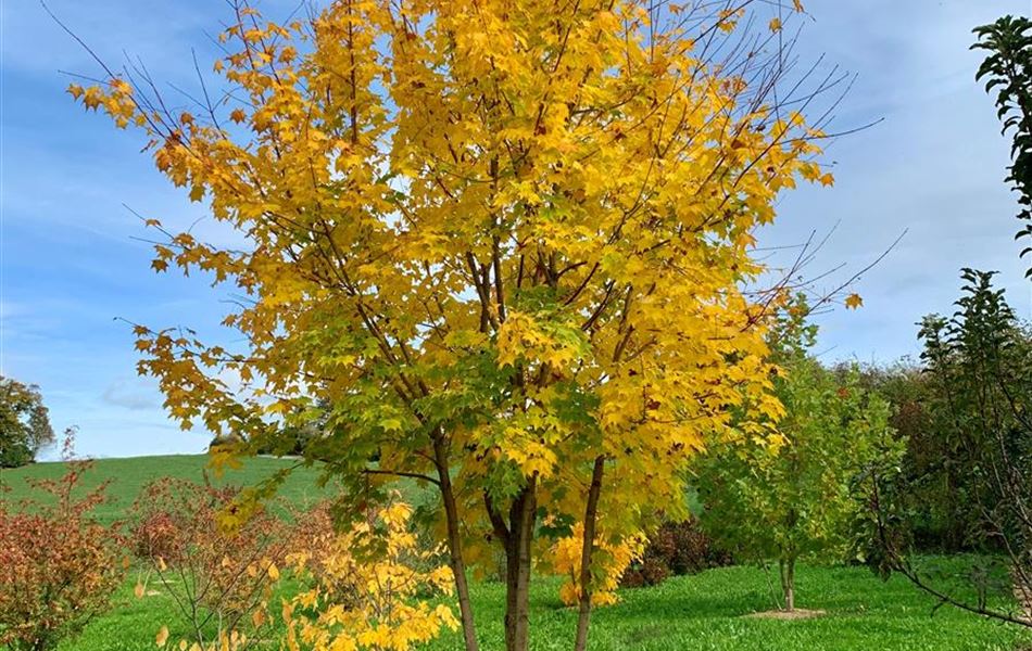 Acer cappadocicum 'Rubrum' Solitär Acer cappadocicum 'Rubrum' Solitär