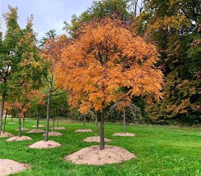 Koelreuteria paniculata Nr. 149 