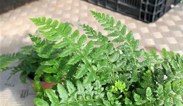 Zum VergrĂ¶ĂŸern klicken Bildvorschau