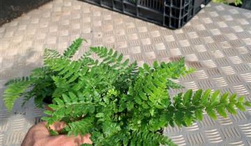 Zum VergrĂ¶ĂŸern klicken Bildvorschau