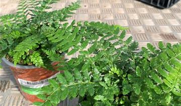 Zum VergrĂ¶ĂŸern klicken Bildvorschau