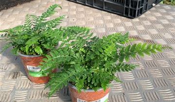 Zum VergrĂ¶ĂŸern klicken Bildvorschau