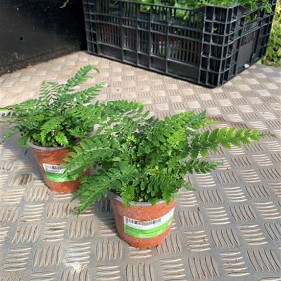 Polystichum aculeatum Polystichum aculeatum