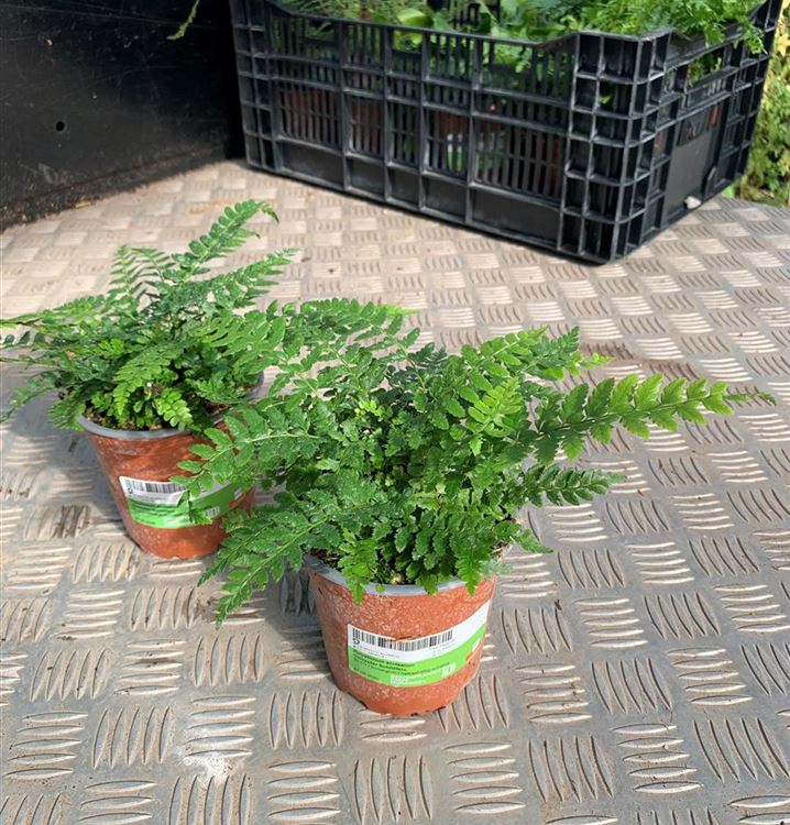 Gelappter Schildfarn Gelappter Schildfarn