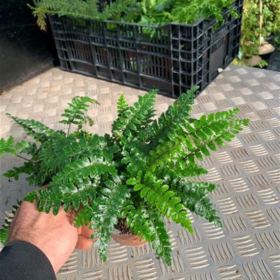 Polystichum polyblepharum Polystichum polyblepharum