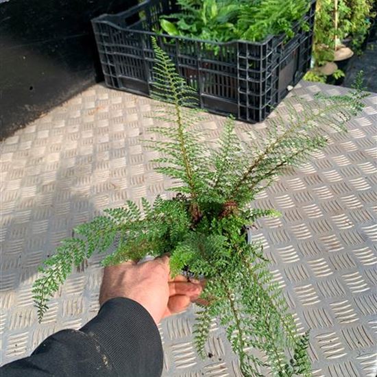 Polystichum setiferum 'Proliferum' Polystichum setiferum 'Proliferum'