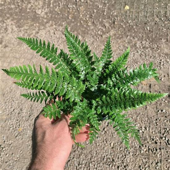 Polystichum neolobatum Polystichum neolobatum