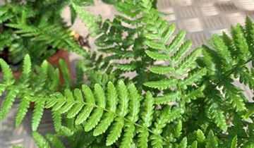 Zum VergrĂ¶ĂŸern klicken Bildvorschau