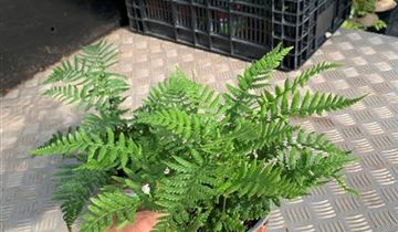 Zum VergrĂ¶ĂŸern klicken Bildvorschau