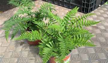 Zum VergrĂ¶ĂŸern klicken Bildvorschau