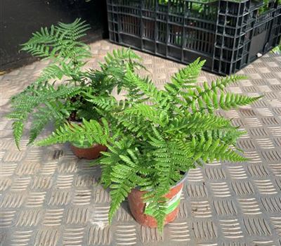 Dryopteris affinis Dryopteris affinis