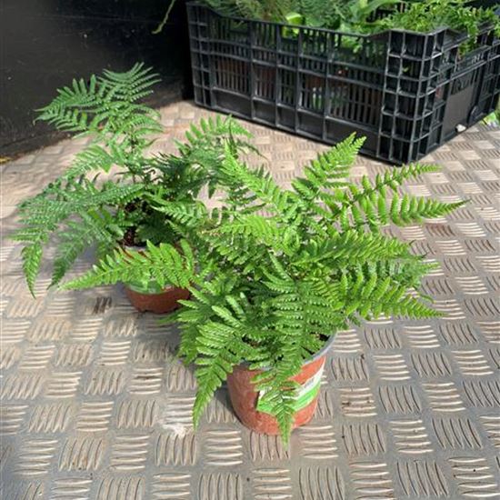 Dryopteris affinis Dryopteris affinis