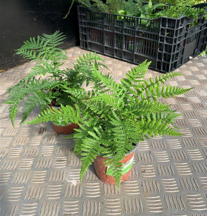 Goldschuppenfarn Goldschuppenfarn