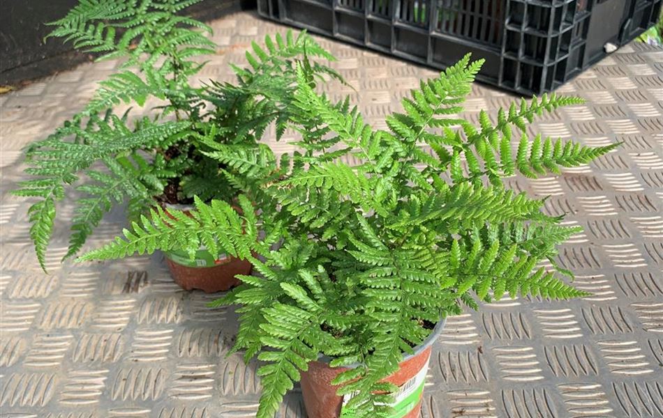Dryopteris affinis