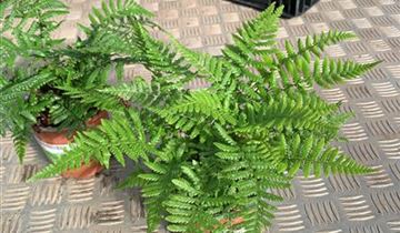 Zum VergrĂ¶ĂŸern klicken Bildvorschau