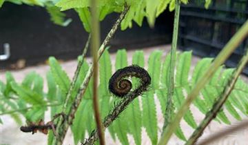 Zum Vergrößern klicken Bildvorschau