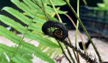 Zum Vergrößern klicken Bildvorschau