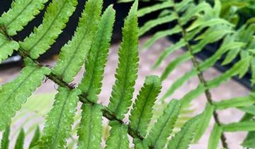 Zum Vergrößern klicken Bildvorschau