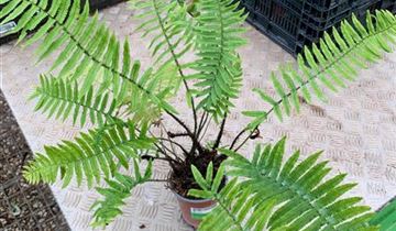 Zum Vergrößern klicken Bildvorschau