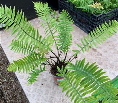 Dryopteris atrata Dryopteris atrata